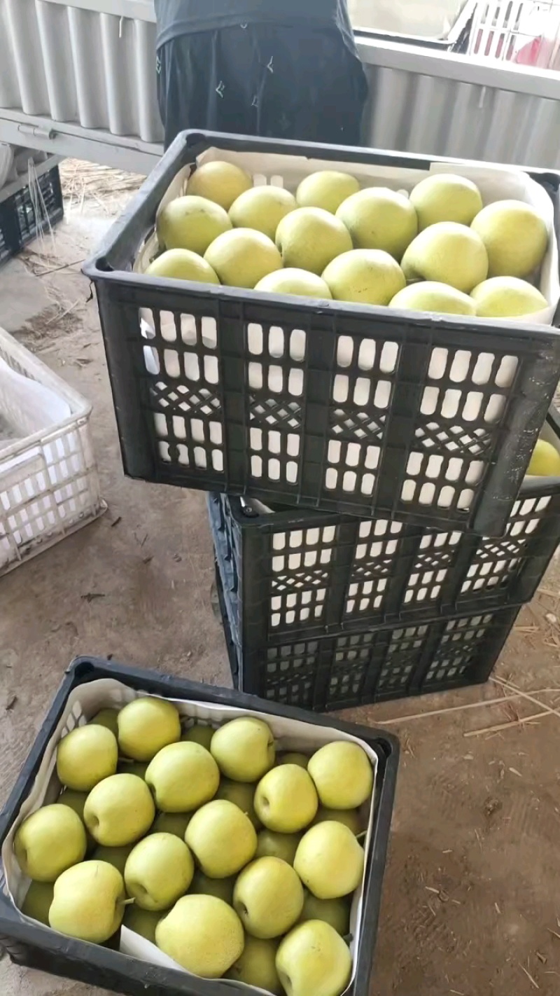 精品皇冠梨，果面干净化渣，全国代发