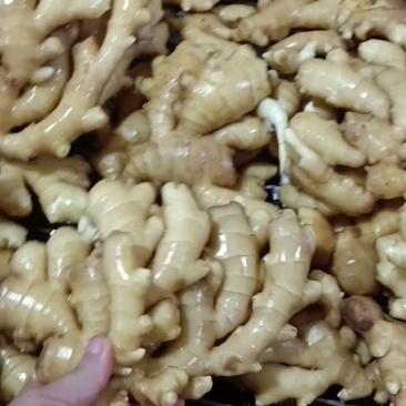 沂水鲜姜上市，生姜，黄姜基地供货一手货源，对接超市电商