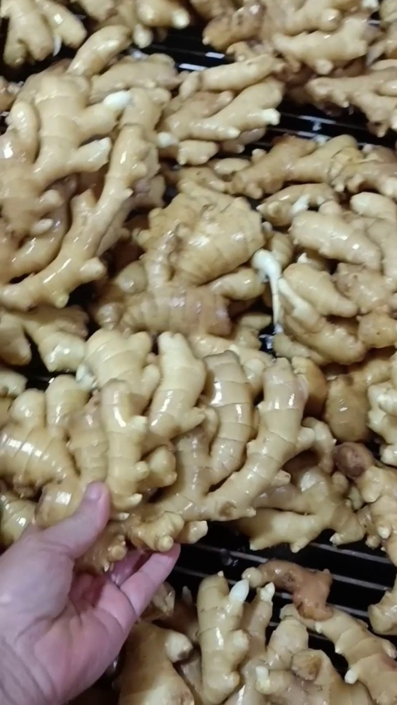 沂水鲜姜上市，生姜，黄姜基地供货一手货源，对接超市电商