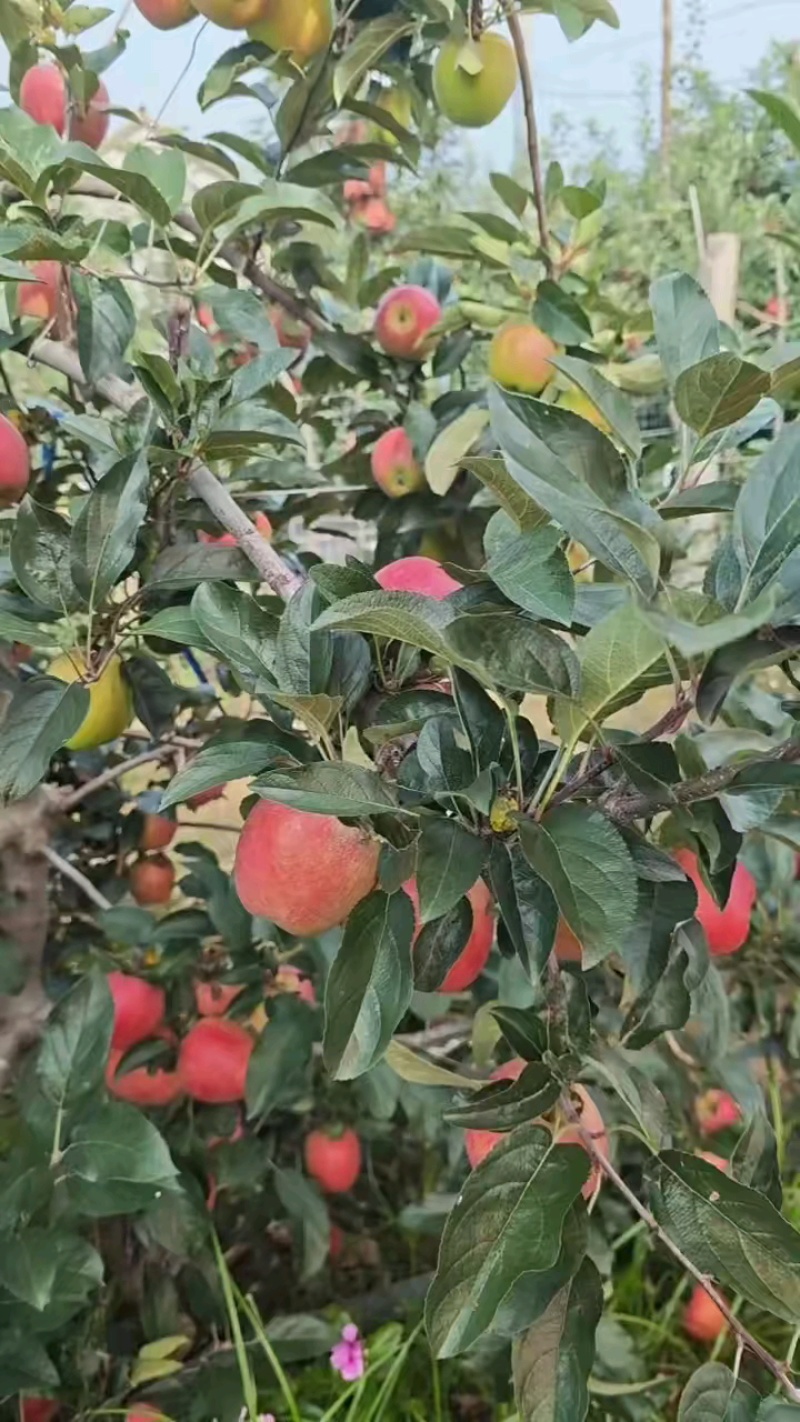 鲁丽苹果脆甜多汁色泽鲜艳现摘现卖产地直销热卖中