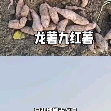 【源头直采】沙地红薯龙薯九号新鲜直达可视频看货
