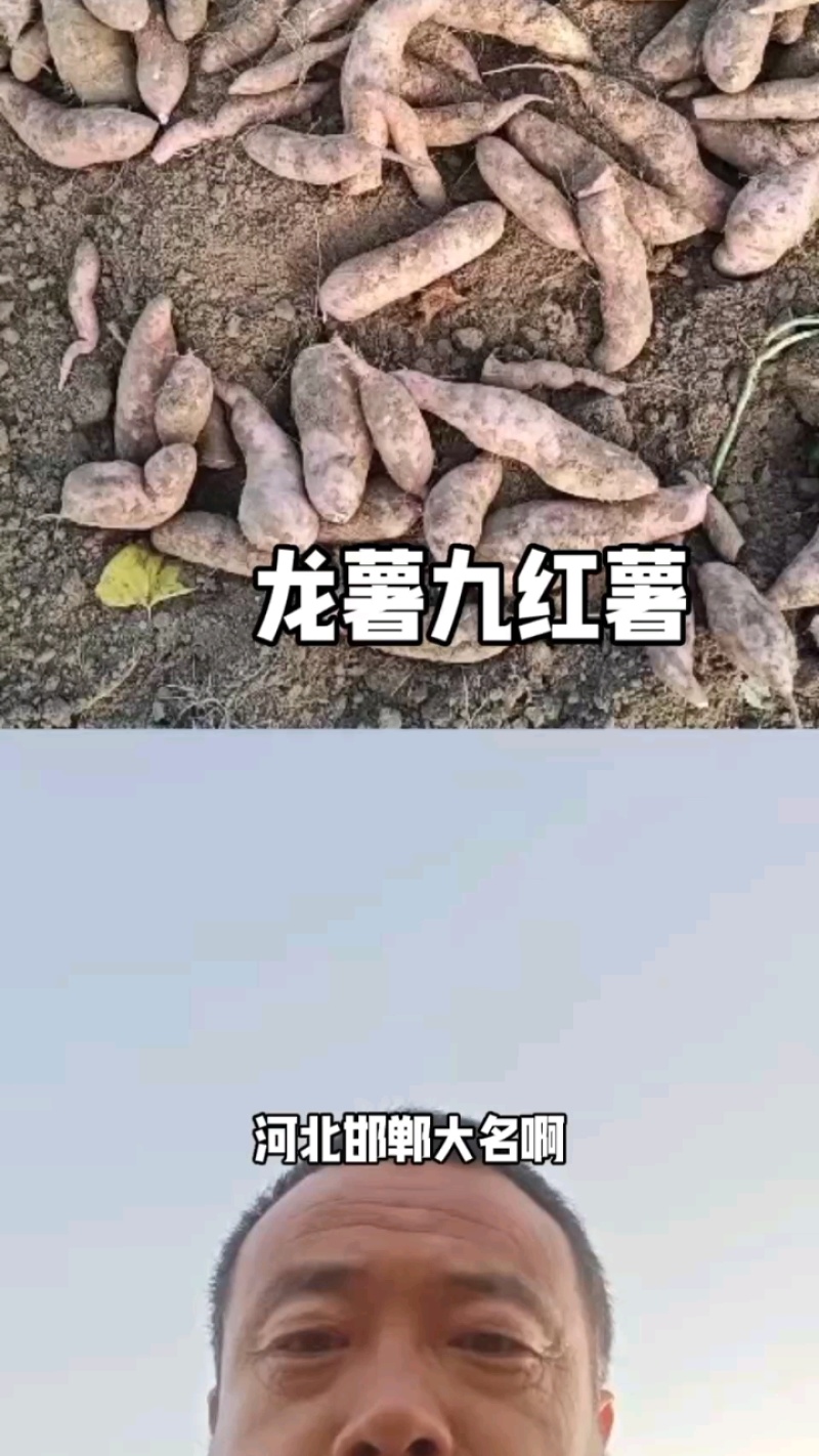 【源头直采】沙地红薯龙薯九号新鲜直达可视频看货