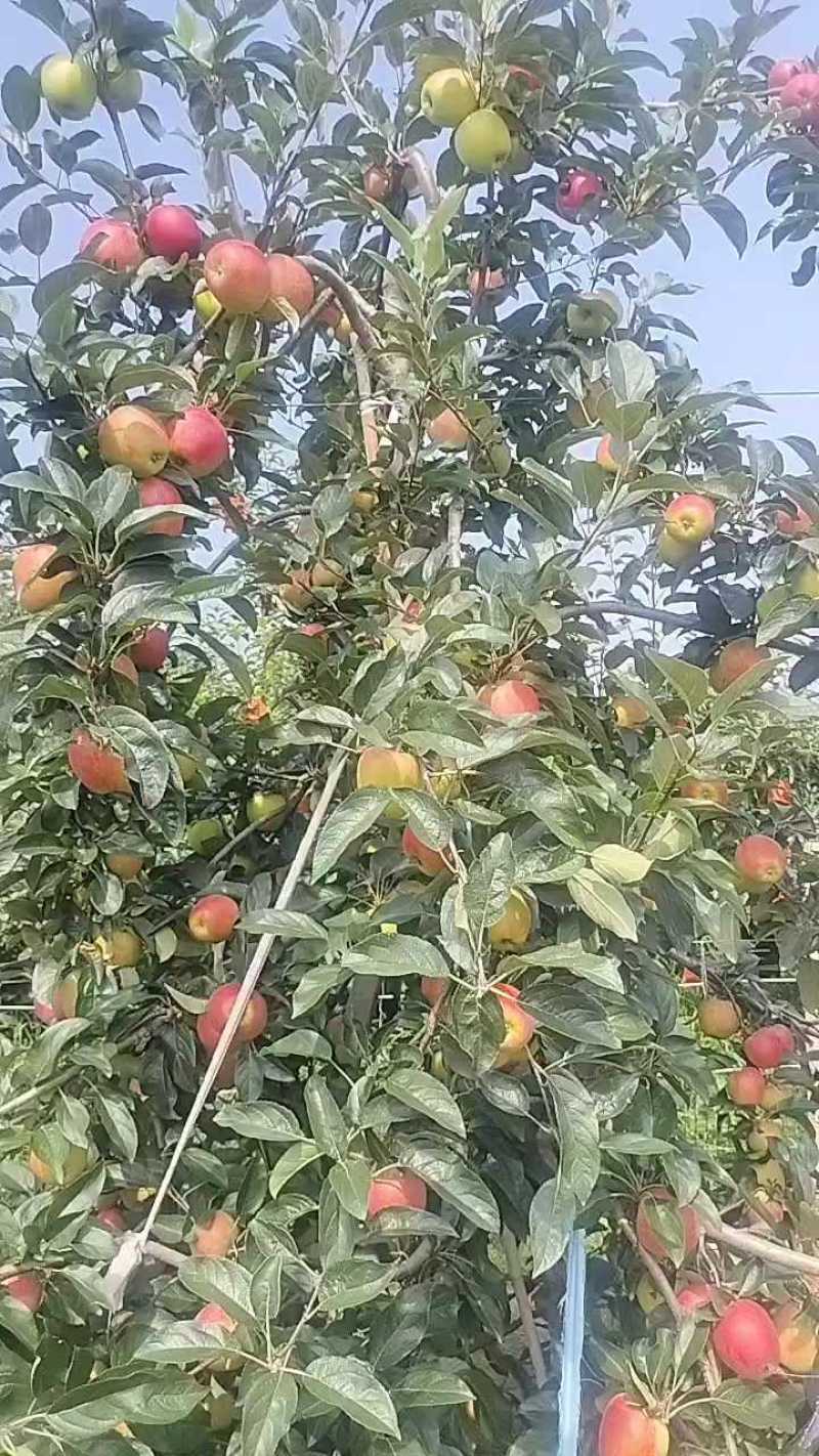 鲁丽苹果大量有货，纯甜无酸价格便宜