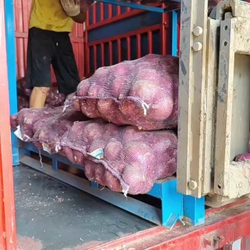 红皮洋葱山东济宁洋葱质量好价格便宜可发市场商超电商等