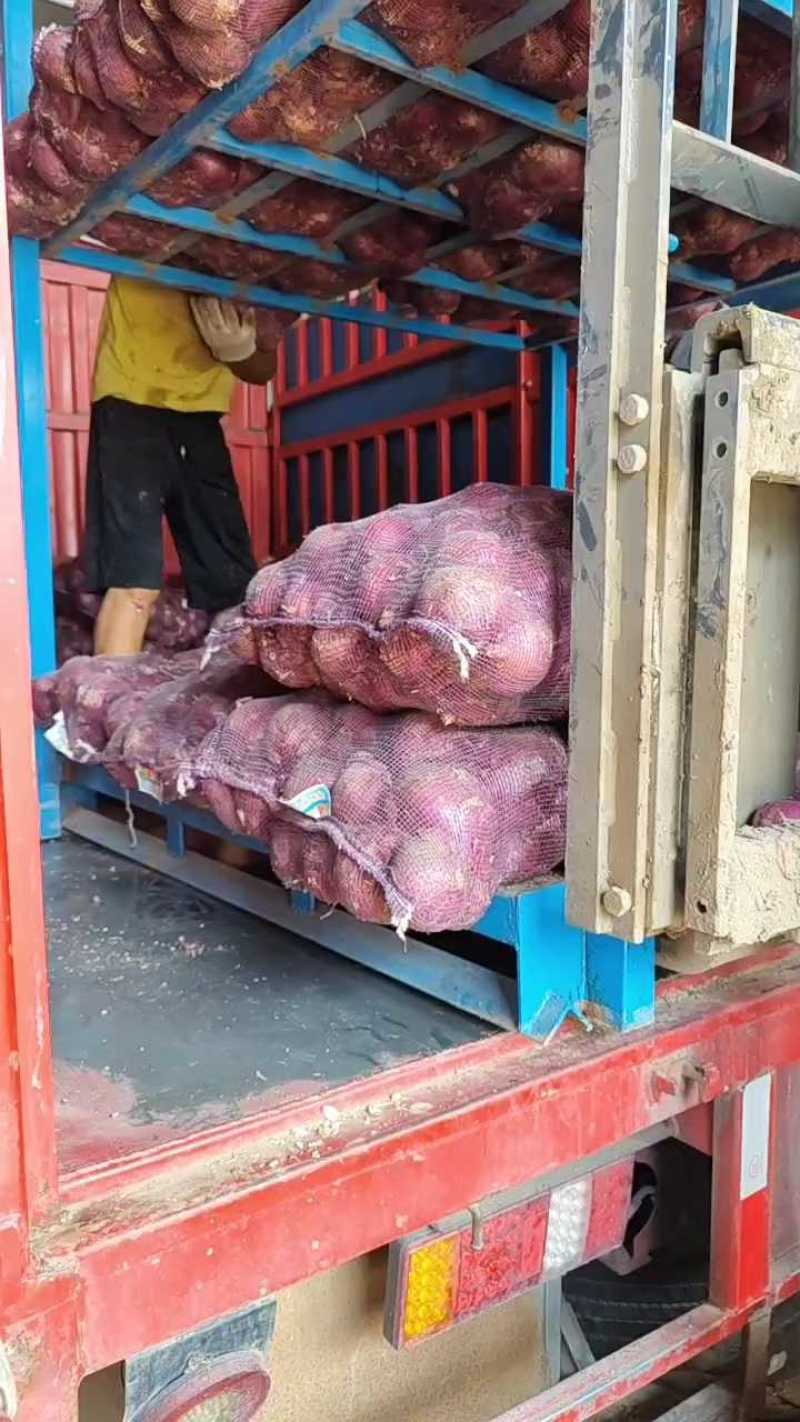 红皮洋葱山东济宁洋葱质量好价格便宜可发市场商超电商等