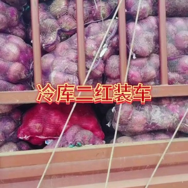 葱头二红大红紫葱个大色亮并有专业团队为你服务