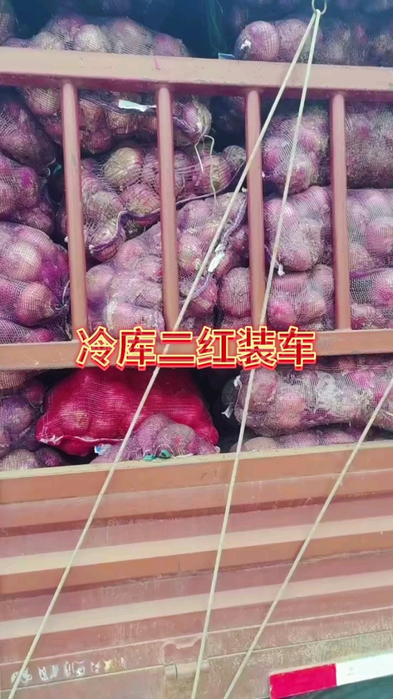 葱头二红大红紫葱个大色亮并有专业团队为你服务