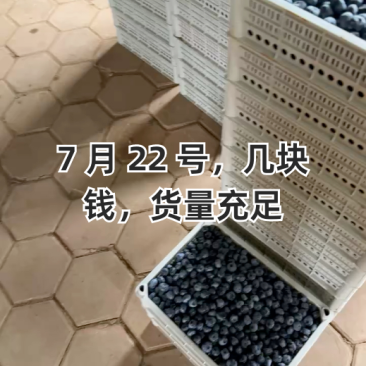加工果蓝莓，瑞卡蓝莓，欢迎客商前来采购！支持视频看货