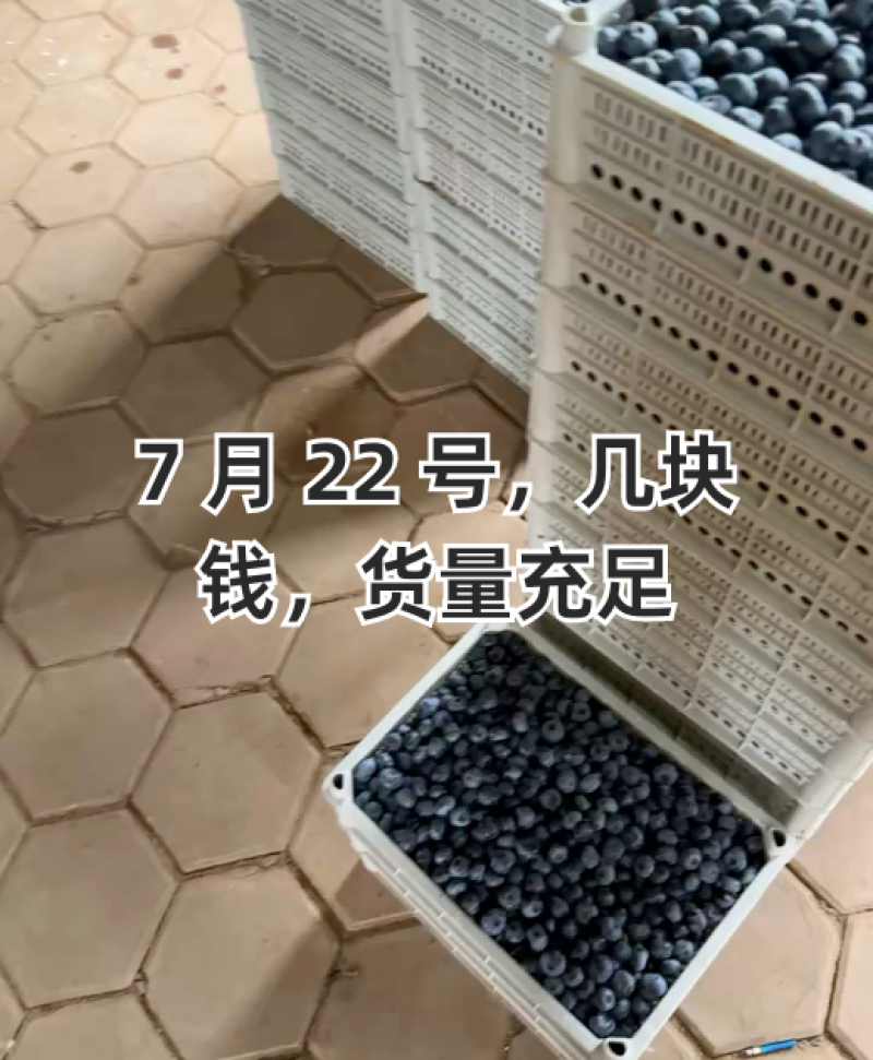 加工果蓝莓，瑞卡蓝莓，欢迎客商前来采购！支持视频看货