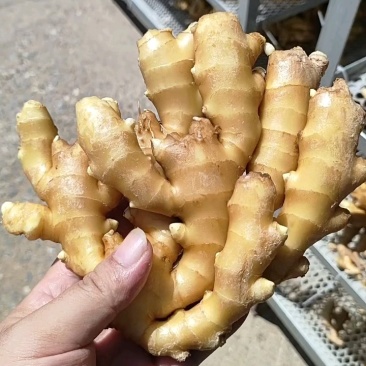 窖藏大小黄姜》电商市场出口！鲜姜代收代存！农户一手货源