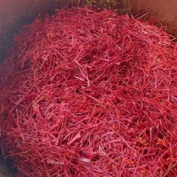 藏红花精品优质伊朗花丝10g包邮滋补养生药食同源