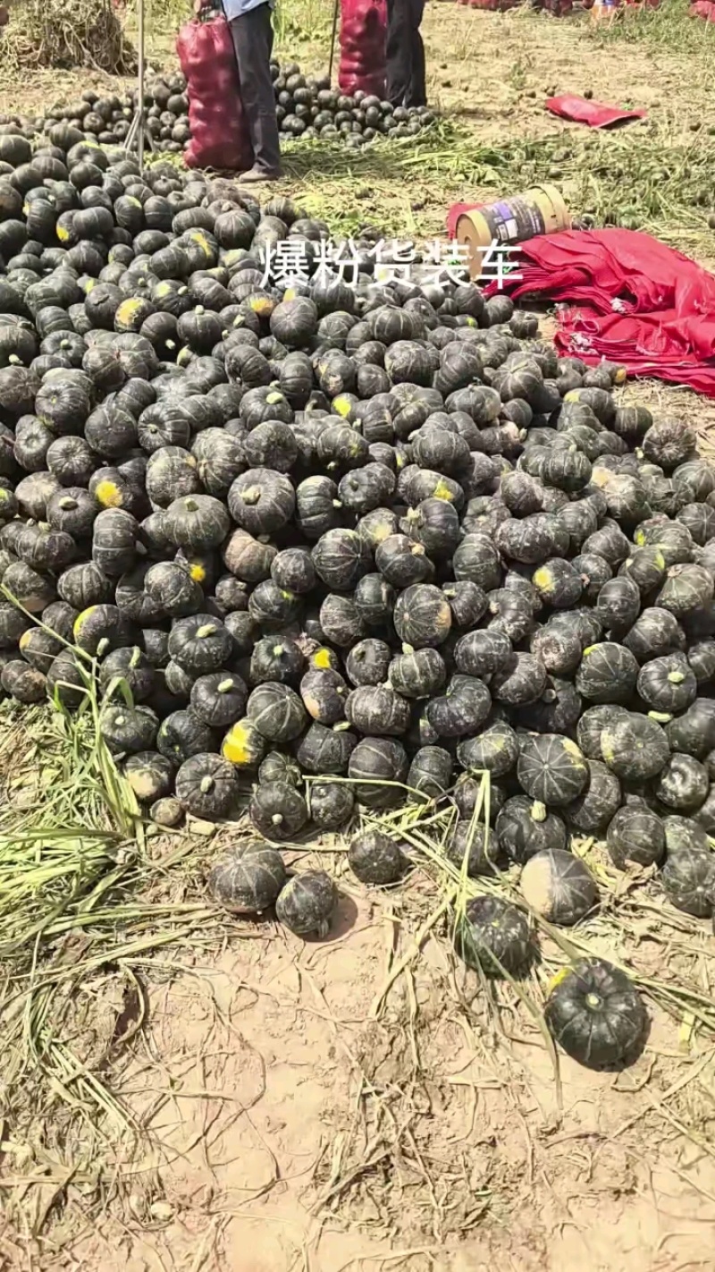 山东产地地爬贝贝南瓜新货粉面甜量大价格可谈