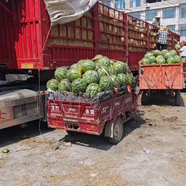 河南省夏邑县美都西瓜，保熟，保甜，量大，产地直销，