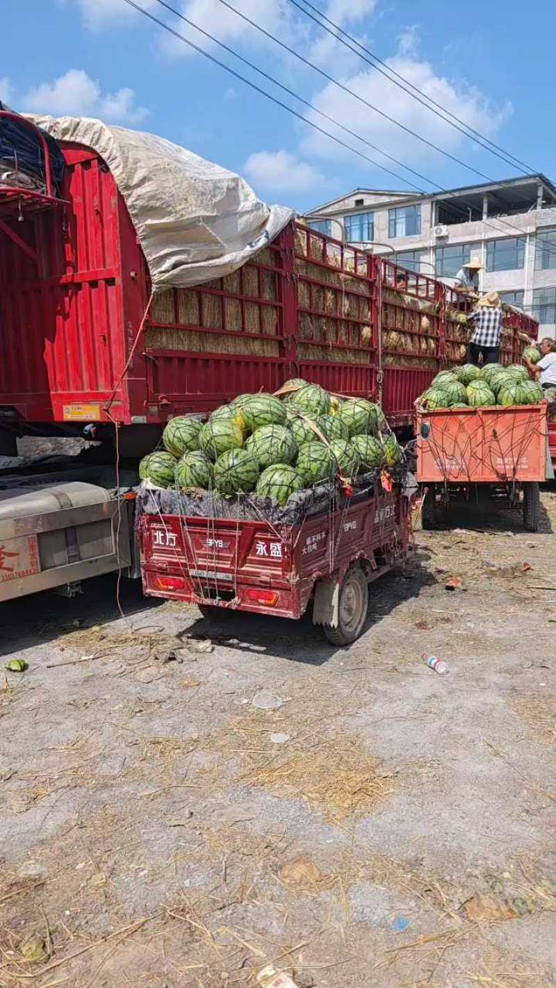 河南省夏邑县美都西瓜，保熟，保甜，量大，产地直销，