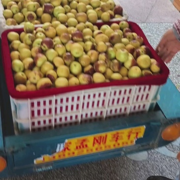 热卖中陕西大荔冬枣甜脆爽口基地直供货源充足欢迎联