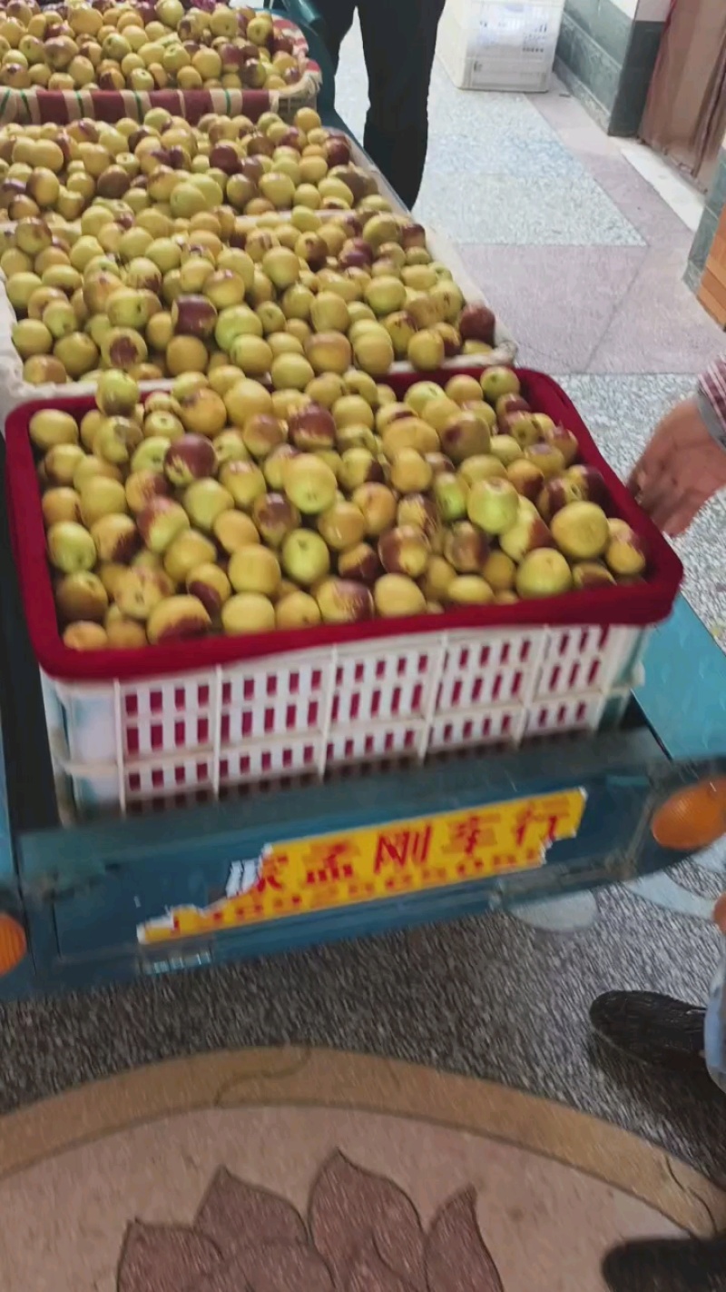 热卖中陕西大荔冬枣甜脆爽口基地直供货源充足欢迎联