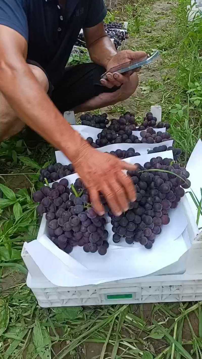 巨峰葡萄散串葡萄赶集货加工厂电商货大量供应中，可代发货中