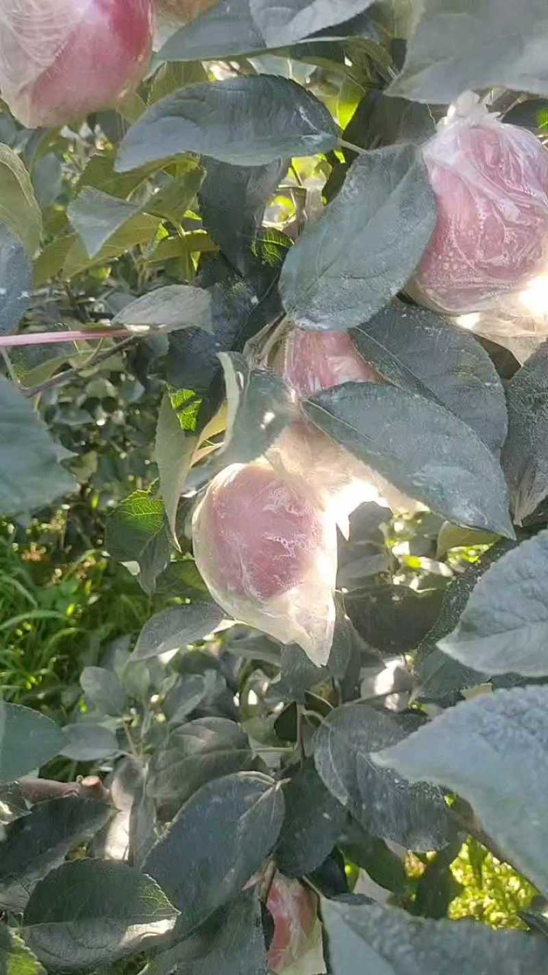鲁丽苹果，山东苹果产地，大量供应，口感脆甜，批发价格
