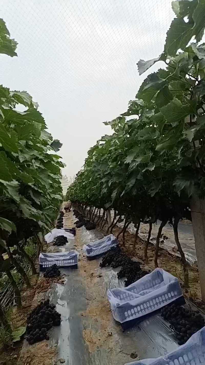巨峰葡萄散串葡萄赶集货加工厂电商货大量供应中，可代发货中