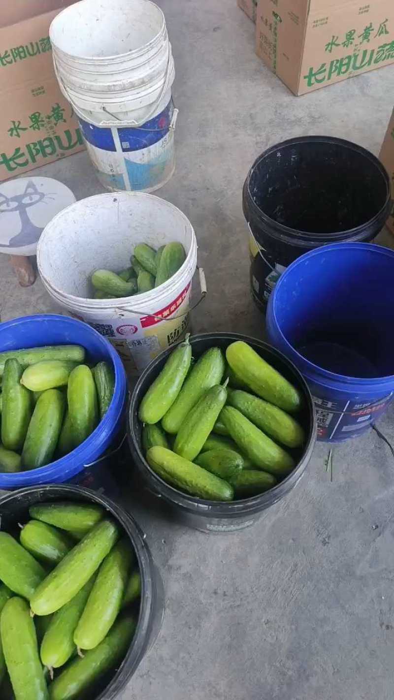 水果黄瓜高山新鲜旱黄瓜产地看货现采现装保质保量