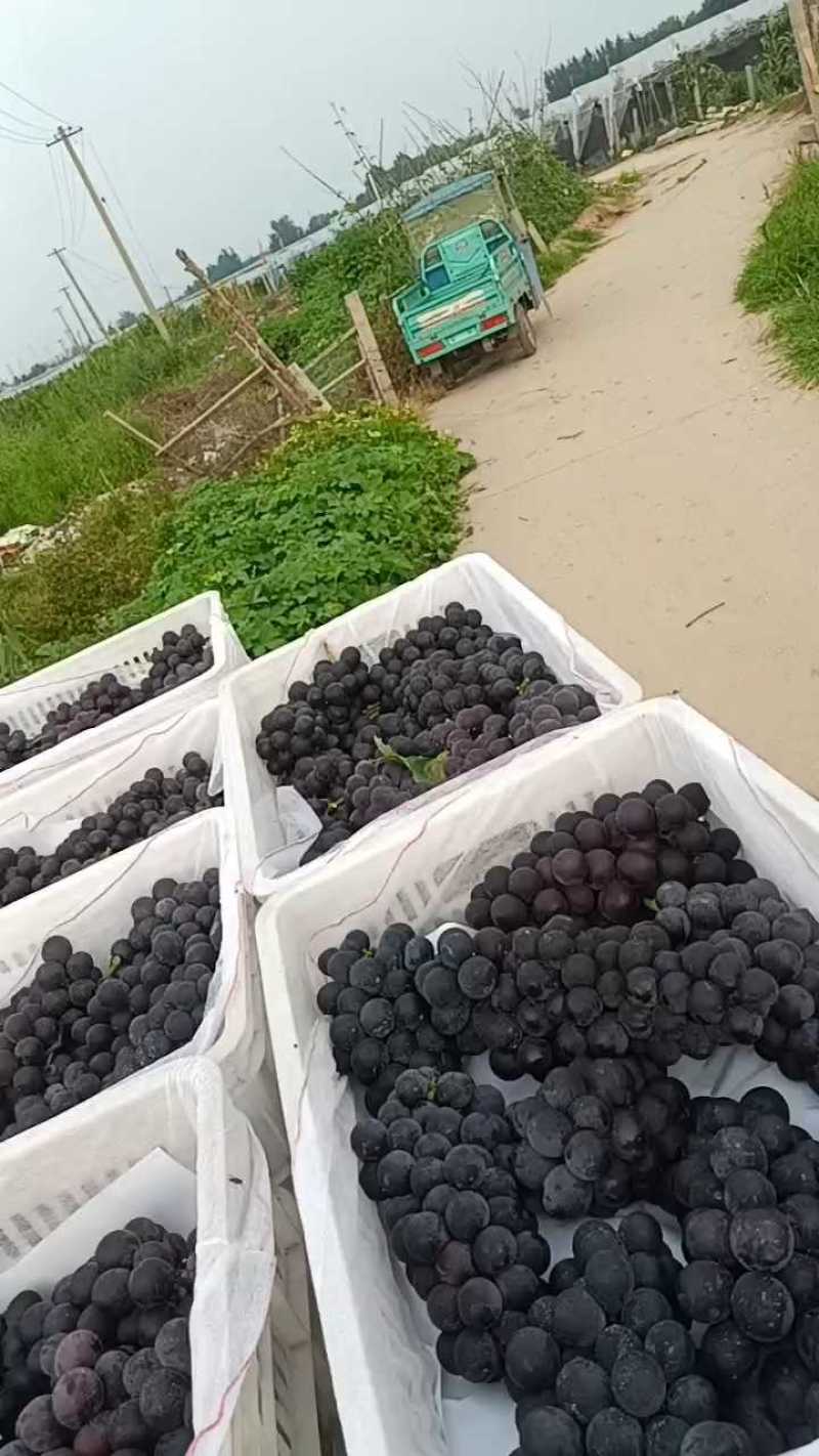 巨峰葡萄散串葡萄赶集货加工厂电商货大量供应中，可代发货中
