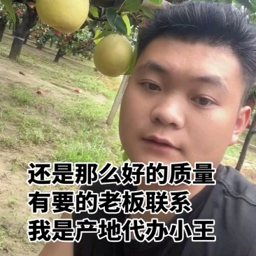正宗河北皇冠梨保质保量又脆又甜筐装箱装大量出库