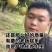 正宗河北皇冠梨保质保量又脆又甜筐装箱装大量出库