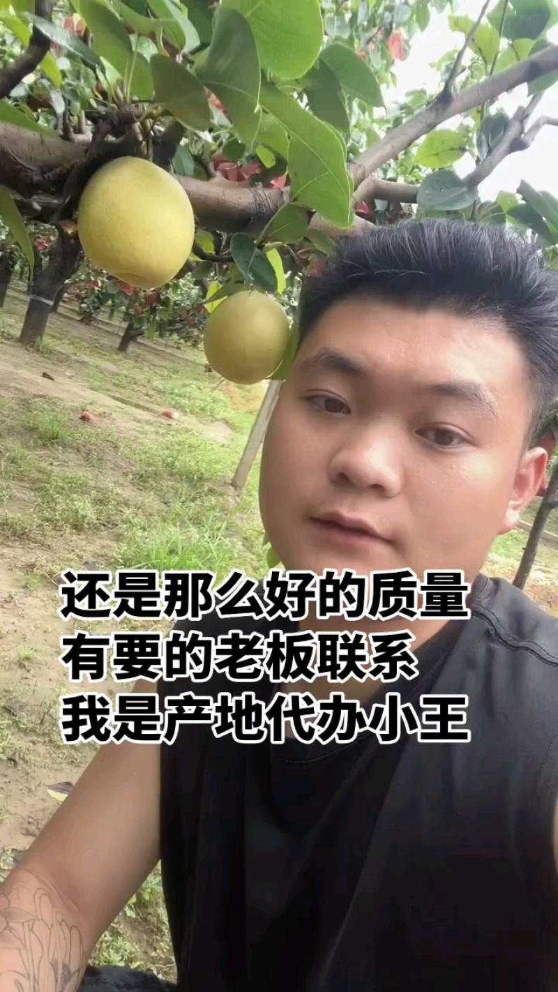正宗河北皇冠梨保质保量又脆又甜筐装箱装大量出库