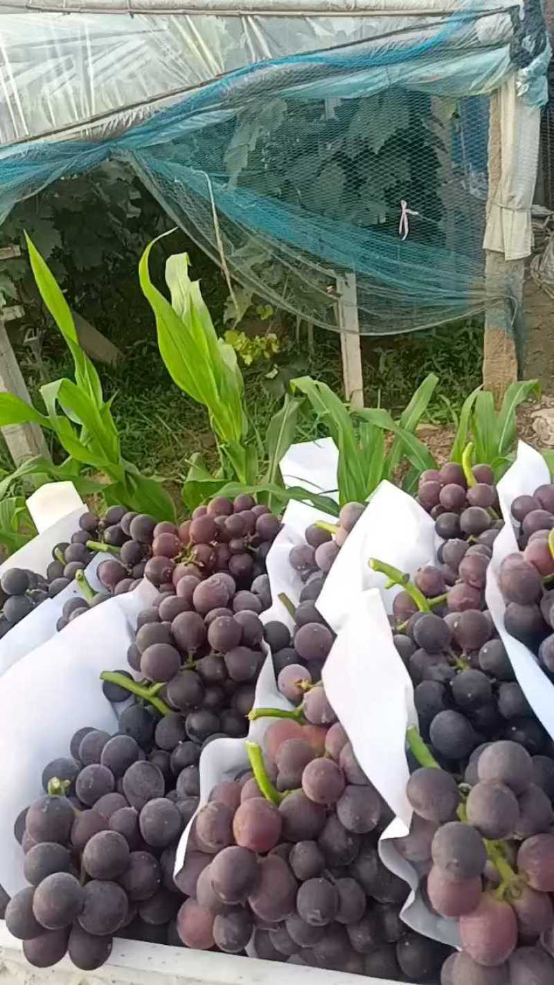巨峰葡萄散串葡萄赶集货加工厂电商货大量供应中，可代发货中