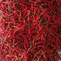 精品米椒大量供货，箱装小米椒