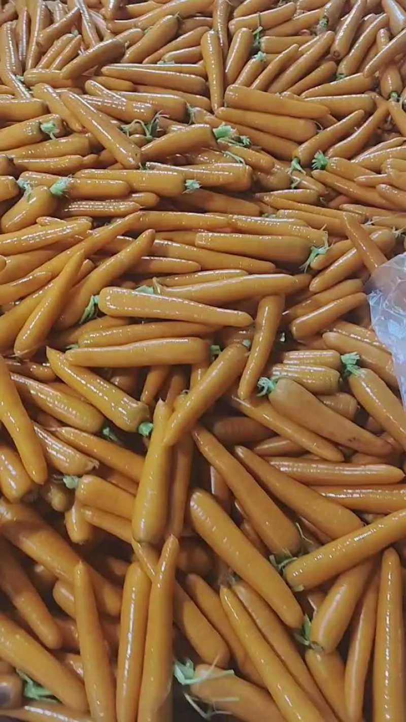 河南开封三红胡萝卜，对接全国，信誉第一，质量三包，基地货源。