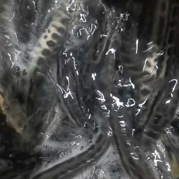 黑鱼苗活体淡水鱼苗养殖乌鳢鱼苗生鱼苗财鱼苗观赏小鱼苗好养