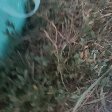 湖北黄桃，锦绣黄桃黄金蜜大量上市，产地现摘现发，多购优惠