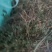 湖北黄桃，锦绣黄桃黄金蜜大量上市，产地现摘现发，多购优惠