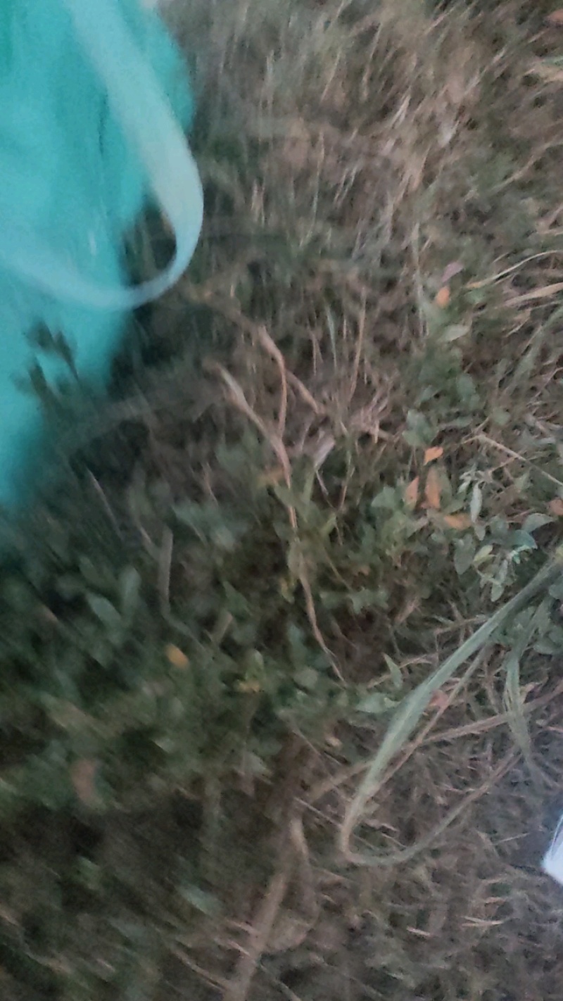 湖北黄桃，锦绣黄桃黄金蜜大量上市，产地现摘现发，多购优惠