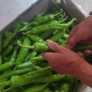湖北55号辣椒产地大量有货，保证质量，量大从优。