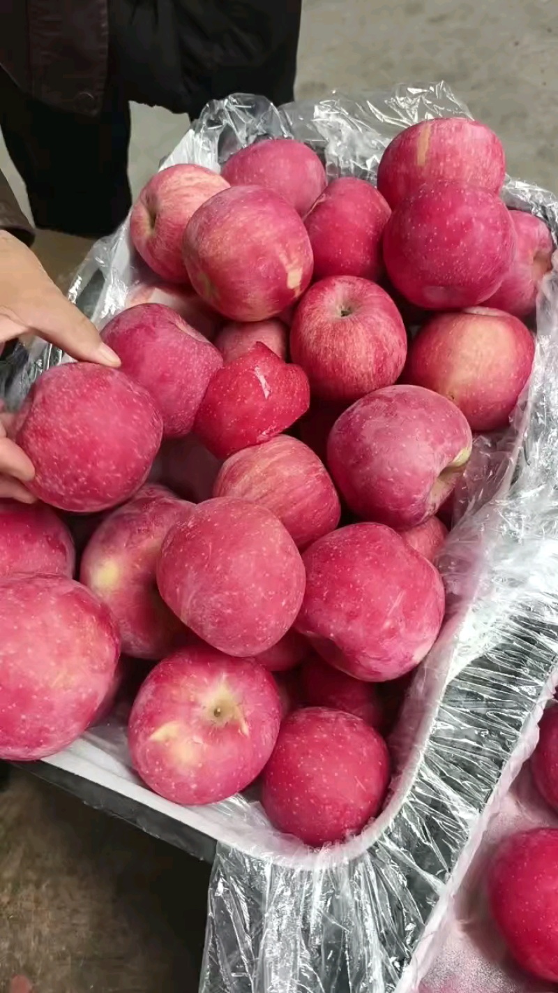 山东红富士苹果产地一手货源对接电商～商超～出口～边贸等