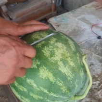 无籽西瓜熟了，正在给老板报价