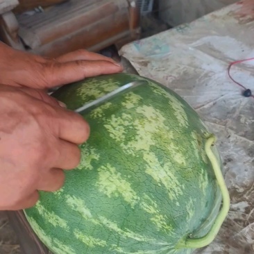 无籽西瓜熟了，正在给老板报价