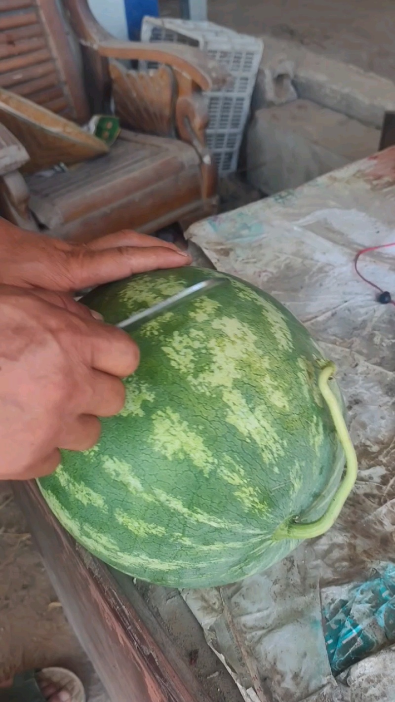 无籽西瓜熟了，正在给老板报价