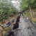 巨峰葡萄，平邑巨峰葡萄大量上市中，产地现摘口感甜，颜色黑