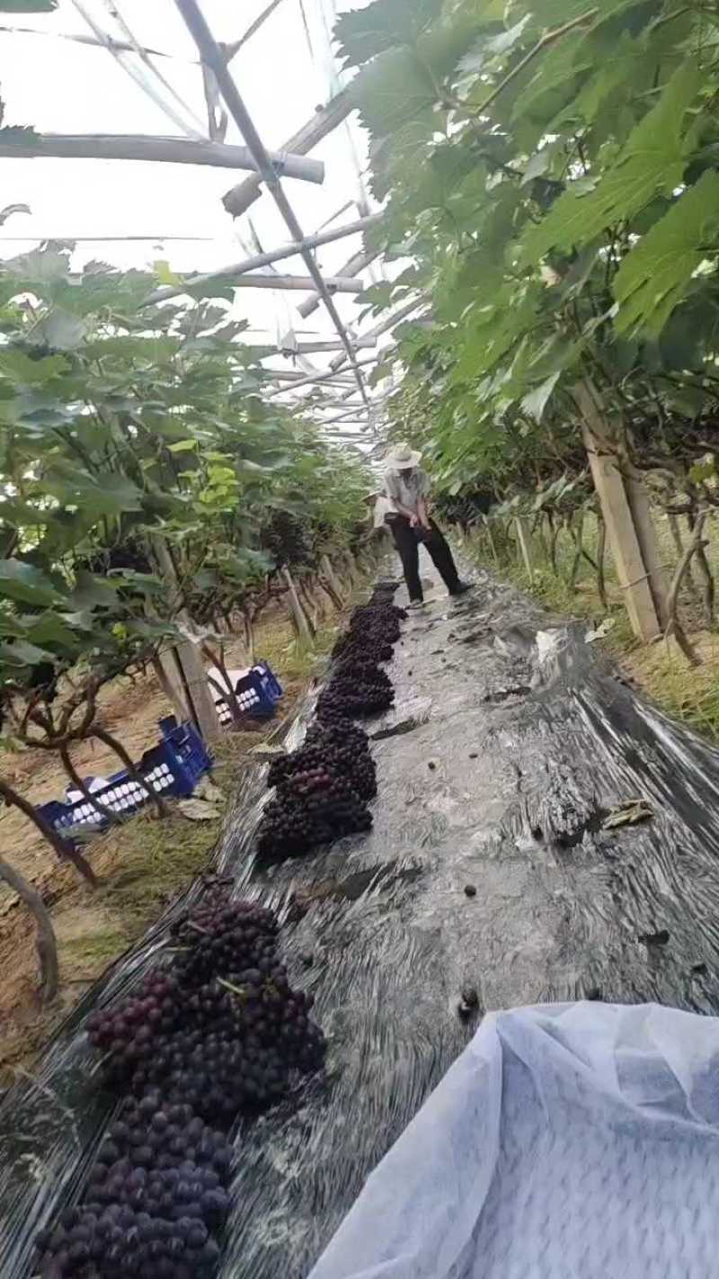 巨峰葡萄，平邑巨峰葡萄大量上市中，产地现摘口感甜，颜色黑