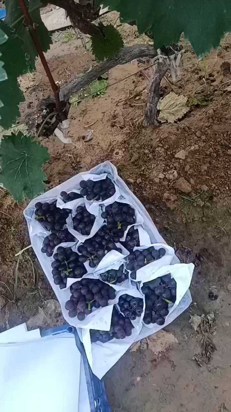 巨峰葡萄散串葡萄赶集货加工厂电商货大量供应中，可代发货中