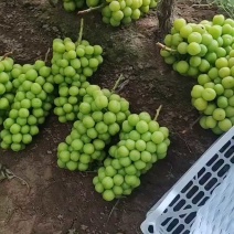 阳光玫瑰葡萄聊城阳光玫瑰品质好货源稳定代收代发
