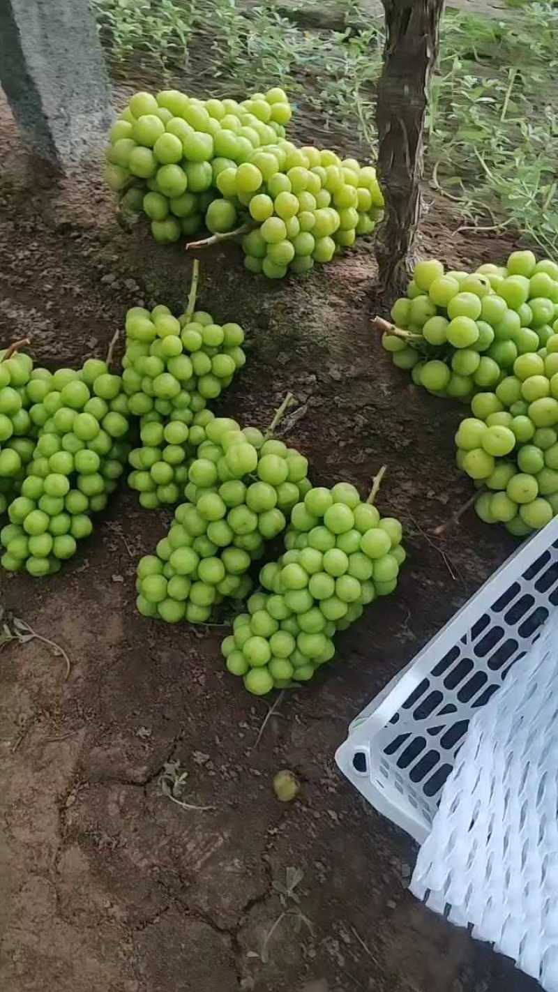 阳光玫瑰葡萄聊城阳光玫瑰品质好货源稳定代收代发
