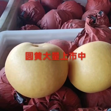 圆黄梨，化渣好，翠冠，黄冠套袋个大脆甜，保质保量大园货