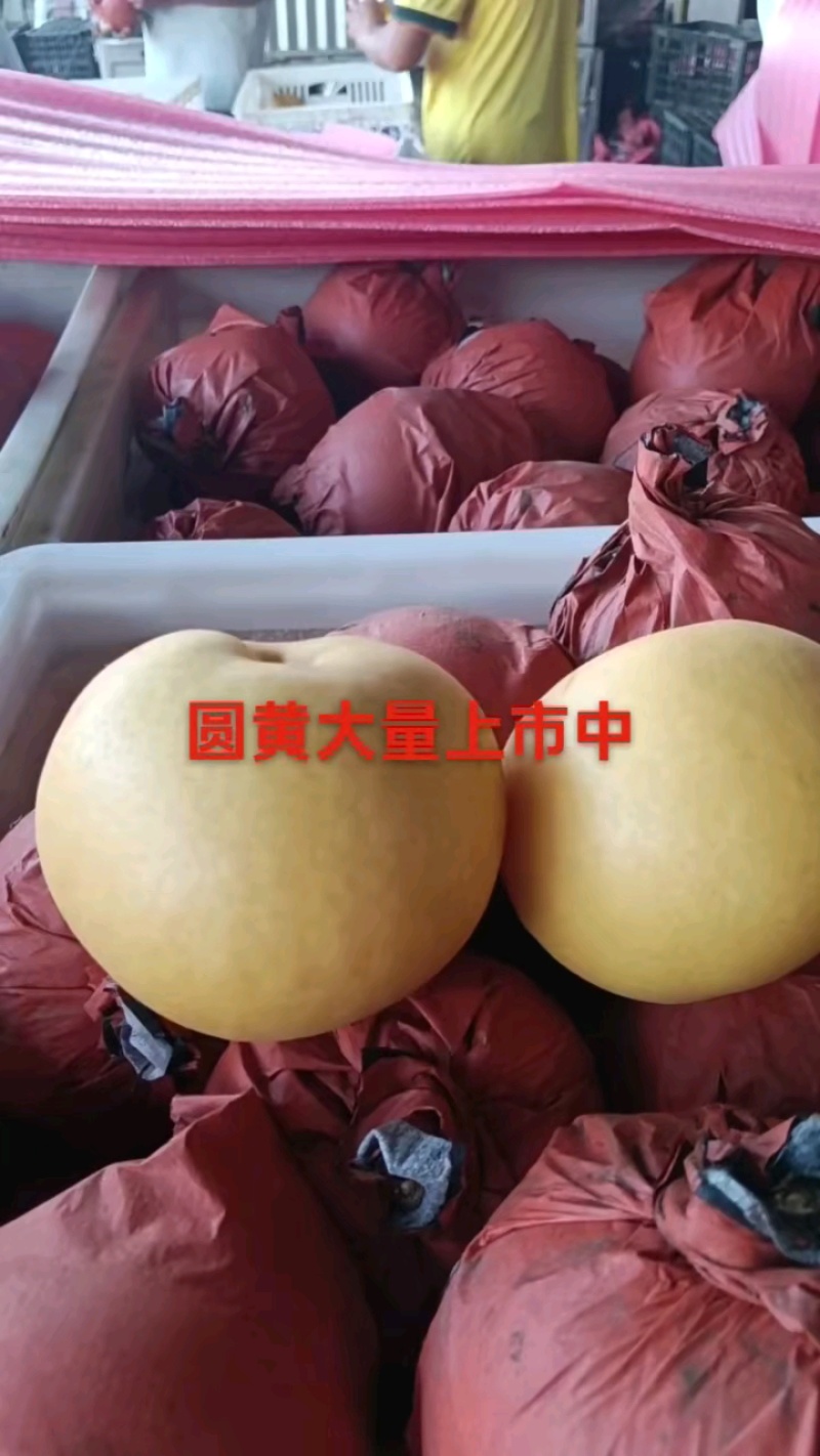 圆黄梨，化渣好，翠冠，黄冠套袋个大脆甜，保质保量大园货