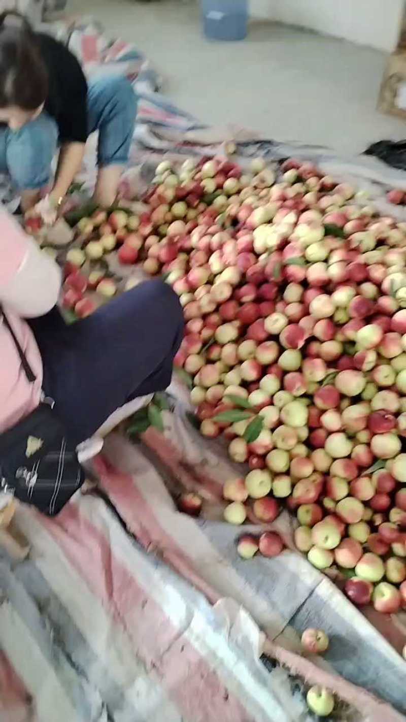 精选《珍珠枣油桃》陕西基地直发对接商超保质保量对接全国