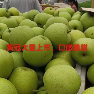 万亩精品皇冠梨，化渣好，圆黄翠冠光果套袋个大脆甜大园货