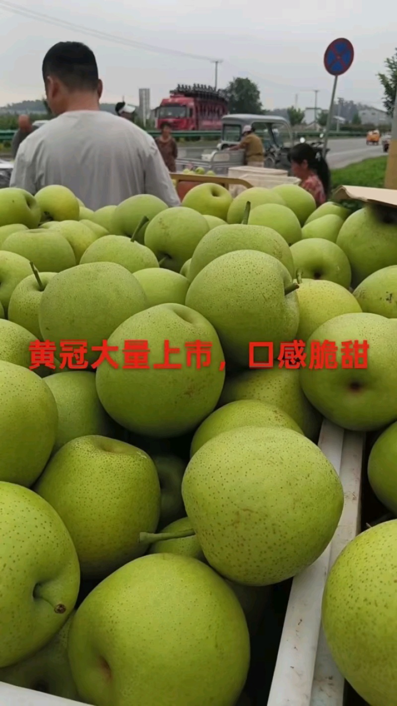 万亩精品皇冠梨，化渣好，圆黄翠冠光果套袋个大脆甜大园货